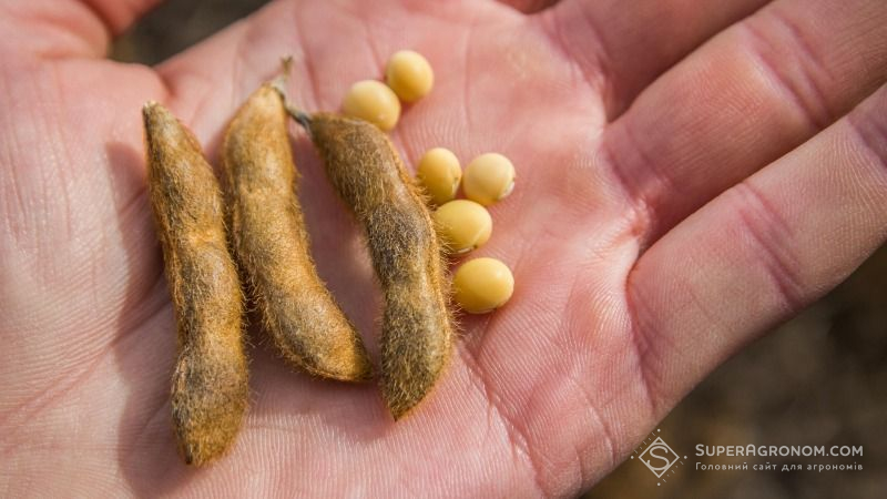 На Прикарпатті соя посуває традиційну картоплю, росте в площі та вартості