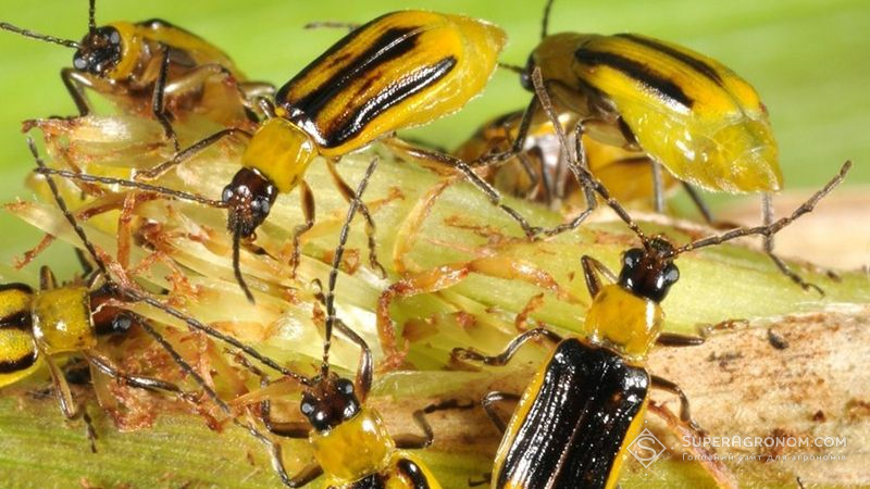 Швейцарські вчені винайшли дієвий метод боротьби з західним кукурудзяним жуком