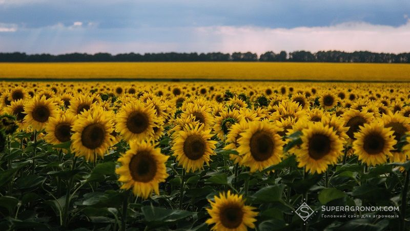 Прогноз врожаю соняшнику в Україні 2020/2021 знижено — USDA