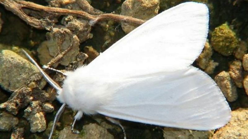 Запоріжчиною шириться Американський білий метелик: запроваджено карантин