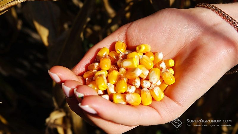 Українські аграрії пришвидшили темп збирання кукурудзи: 600 тис. тонн за день