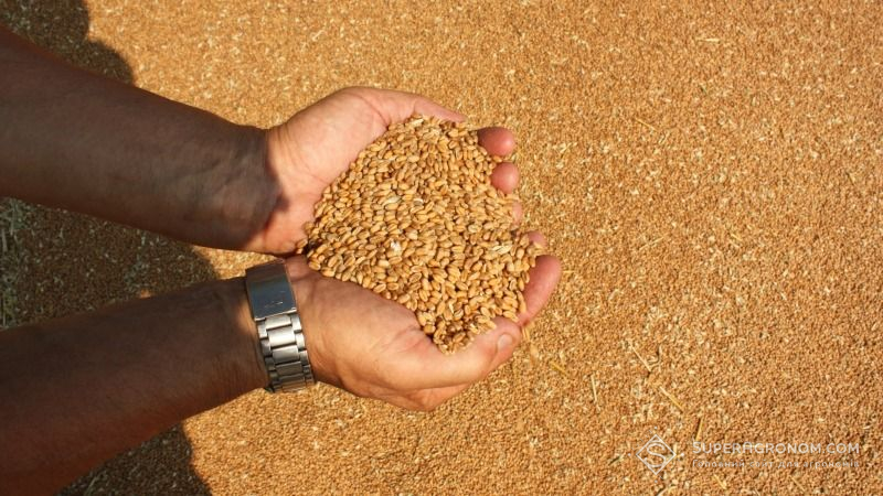Попри посуху Україна залишиться в ТОП-5 світових експортерів зернових, — експерт