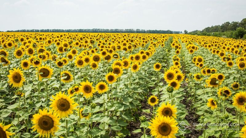 В Україні зафіксовано найнижчу урожайність соняшнику за останні 5 років