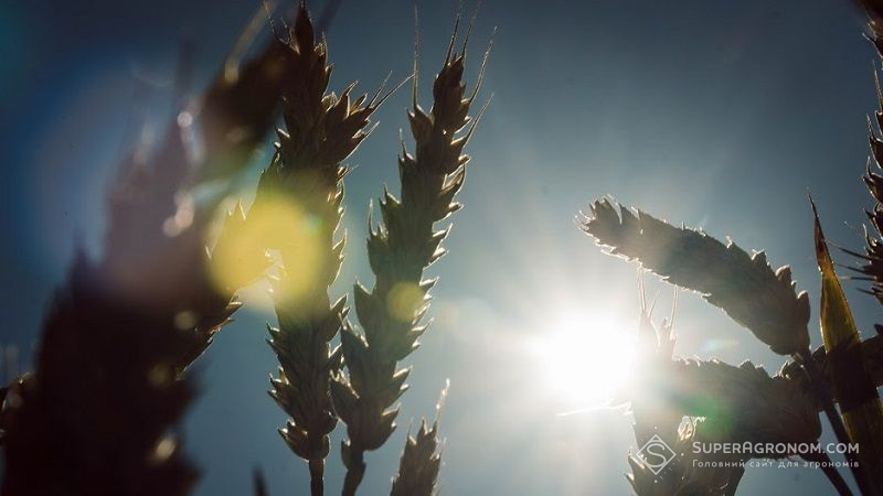 Австралійцями створено новий високоврожайний сорт пшениці: прогресивна селекція