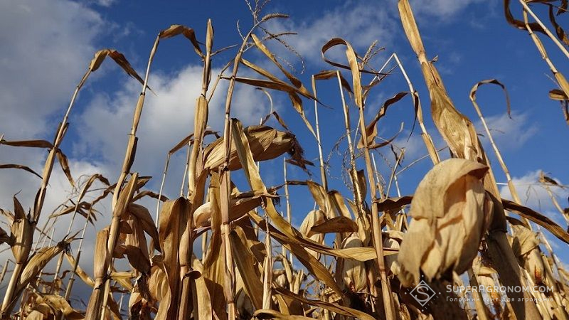 Дніпропетровщина побила всі антирекорди по урожайності кукурудзи