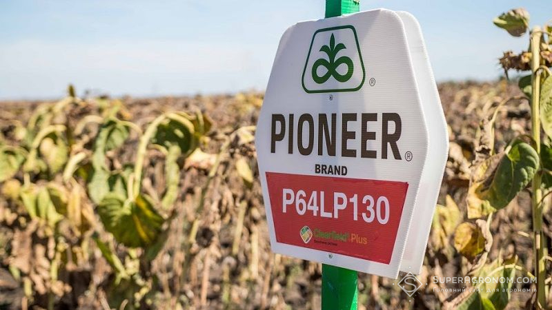 Купити насіння Pioneer у агрохолдингів вигідніше, — фермер