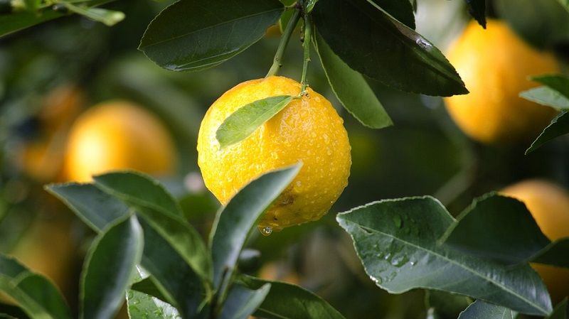 У теплицях на Волині виростили величезні гібридні лимони