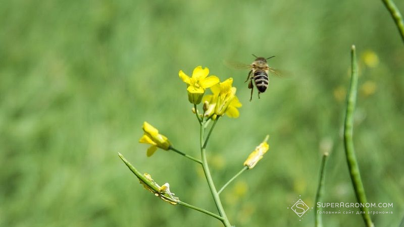 Вчені створили світловідбиваючі жилети для бджіл: відстеження в режимі онлайн