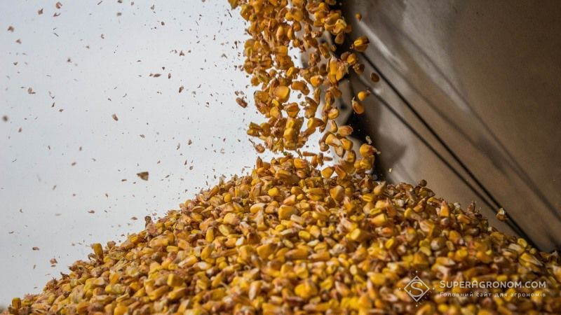 В Україні значно знизились запаси зернових та зернобобових культур, — Держстат