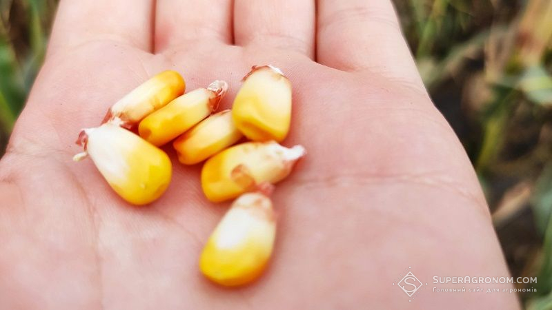 Українські аграрії експортували понад 8,3 млн тонн кукурудзи