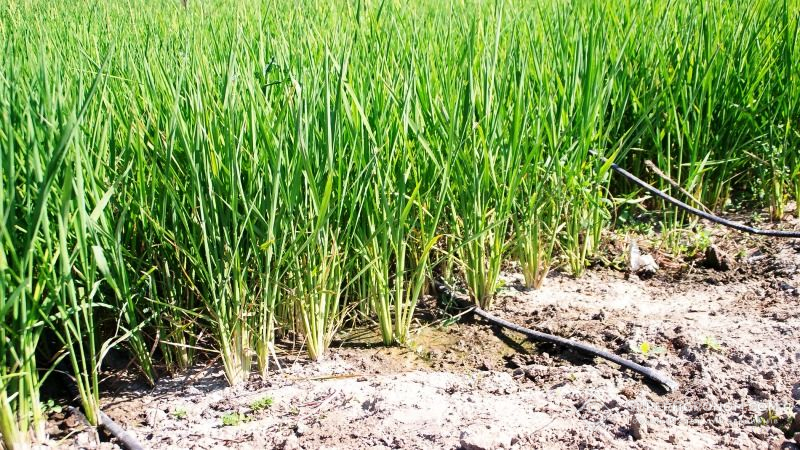 Науковці довели, що рисові поля — потужні джерела викидів CO2 в атмосферу