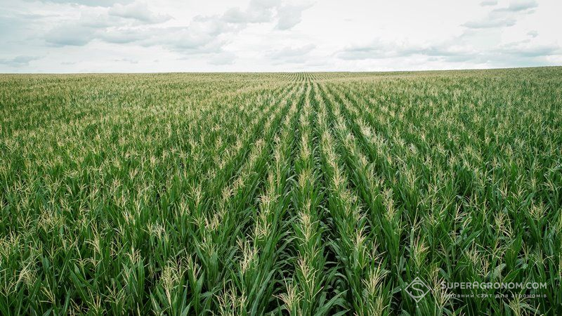 Визначено області-лідери за темпами нарощенням площ посіву кукурудзи