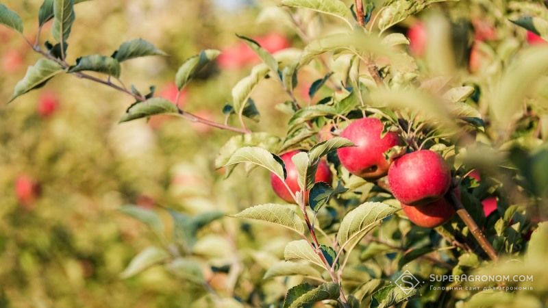 Виробництво яблук в світі у сезоні 2020/21 знизиться на 3,3 млн тонн — прогноз