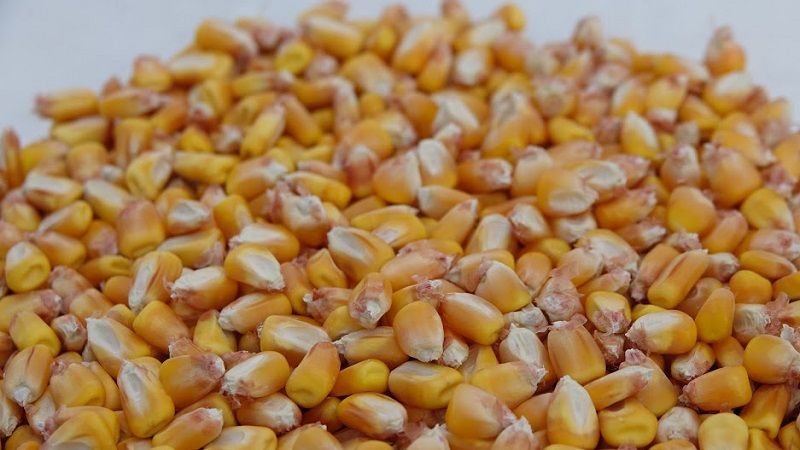 Експортні ціни на українську кукурудзу перевищили чотирирічний максимум