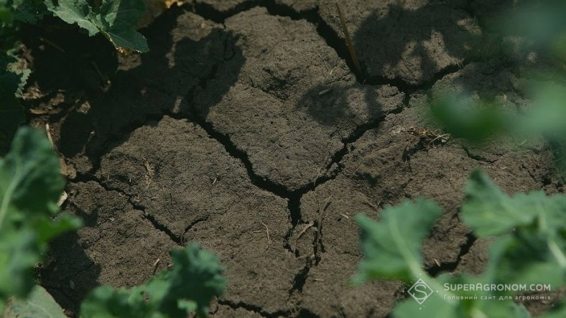 Аграрії Півдня України просять про допомогу: прогнозується черговий посушливий сезон