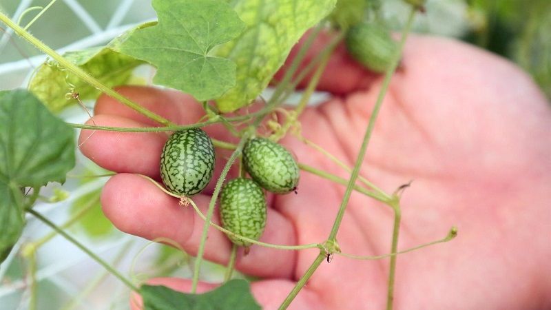 Турецькі аграрії почали вирощувати 5-грамові міні-кавуни зі смаком огірка