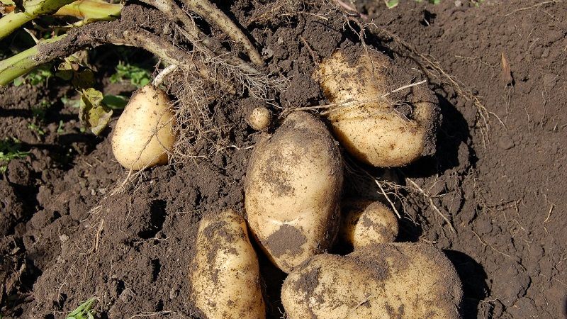 Українські гібриди картоплі здатні давати врожай близько 100 т/га, — НААН