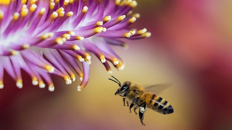 Використання бджолозапилення здатне збільшити урожайність до 40%, — думка