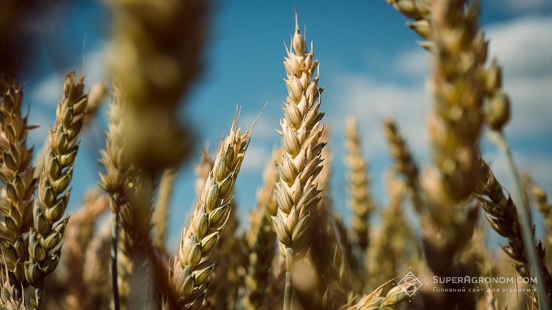 Вирощування пшениці та гірчиці в Україні відбуватиметься за швейцарськими технологіями