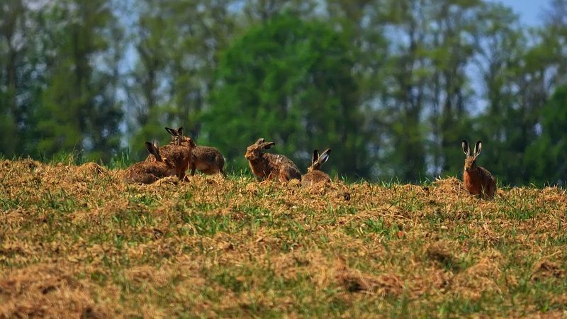 Мінеральні добрива негативно впливають на популяцію зайців, — управління лісгоспу