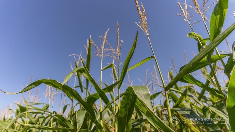 Аграріїв попередили — дротяник переходить з картоплі на кукурудзу, знищуючи посіви