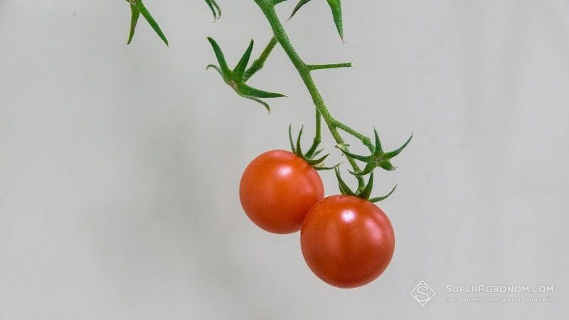 Американські науковці придумали новий спосіб поліпшення якості помідорів
