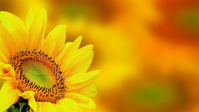 Фахівці UKRAVIT розповіли про найважливіші елементи живлення соняшнику
