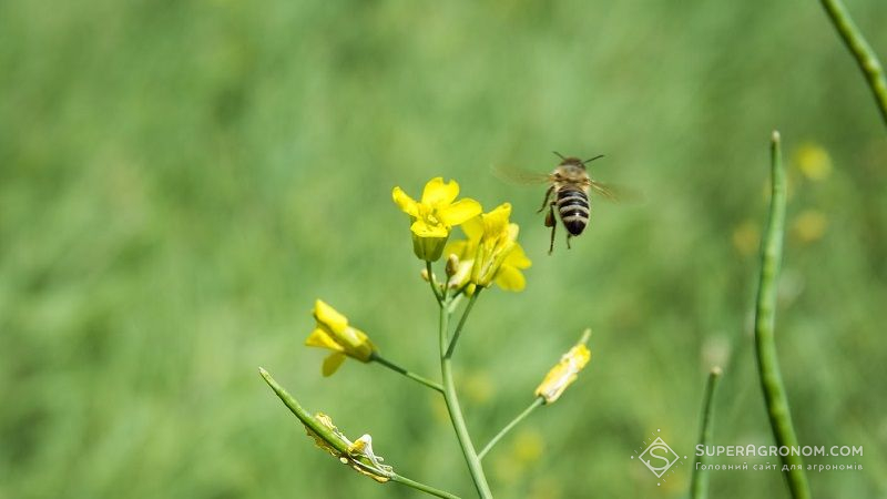 Інсектициди заважають бджолам спати: дослідження британських науковців