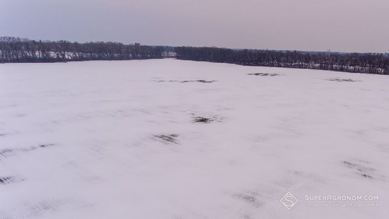 На Кіровоградщині та Дніпропетровщині посіви озимих вкрила підвішена льодова кірка