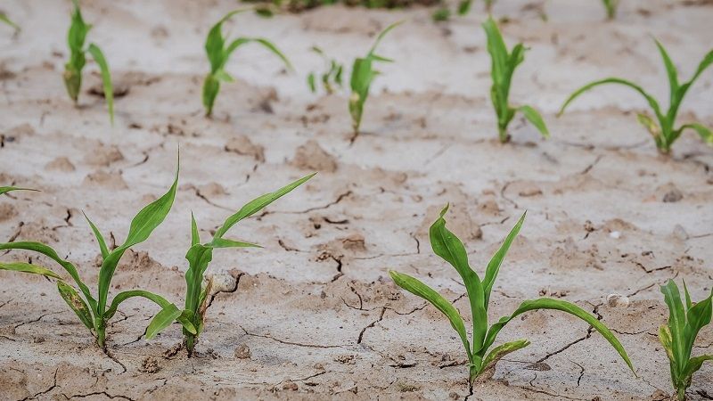 Фахівець поділився досвідом коригування агротехнологій, — уроки посушливого сезону-2020