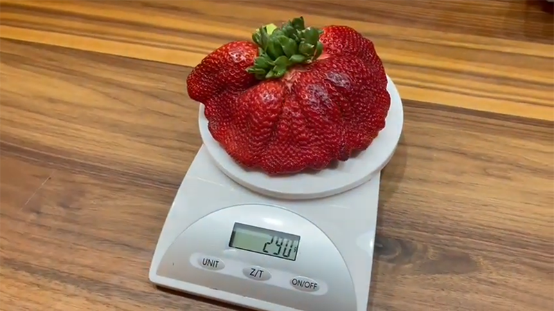 Суниця-гігант: в Ізраїлі виростили найбільшу в світі ягоду, яку занесуть до Книги рекордів Гіннеса