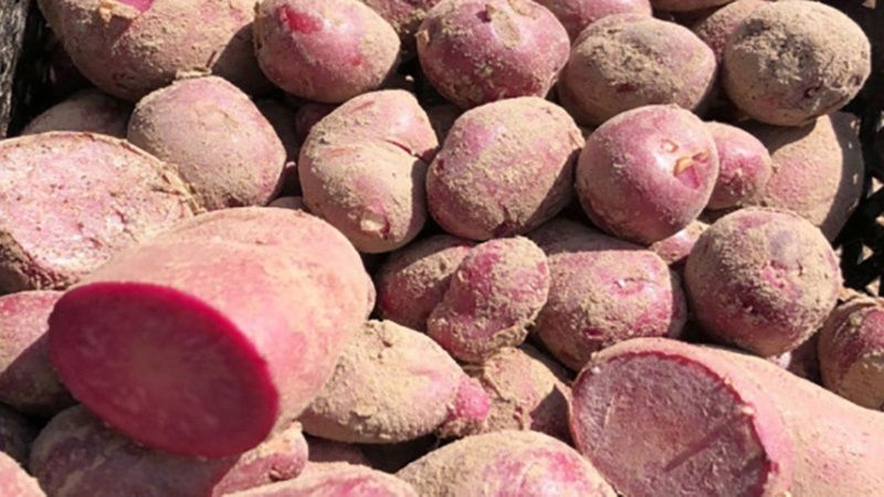Селекціонери на Чернігівщині вивели екзотичний сорт різнокольорової картоплі
