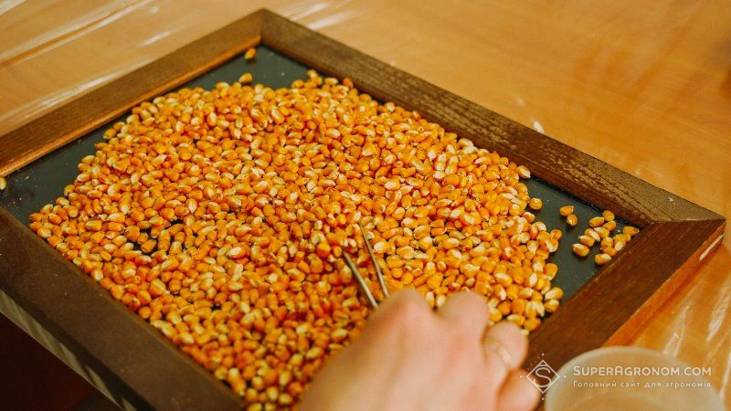 Попередження аграріїв: понад 25% насіння в Україні не відповідає належній якості, — Держпродспоживслужба