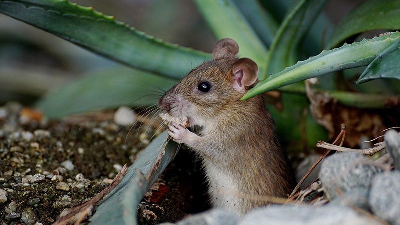Держпродспоживслужба інформує аграріїв про поширення мишоподібних гризунів на полях України
