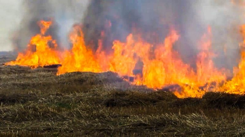 Набув чинності закон, що забороняє випалювати залишки рослин