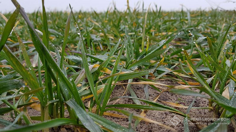 Агрокліматичні умови дають підстави прогнозувати рекордний урожай, — аналітика
