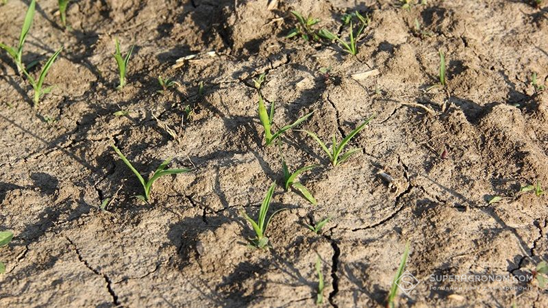 Аграрій з Одещини поділився технологією вирощування сільгоспкультур за умов посухи