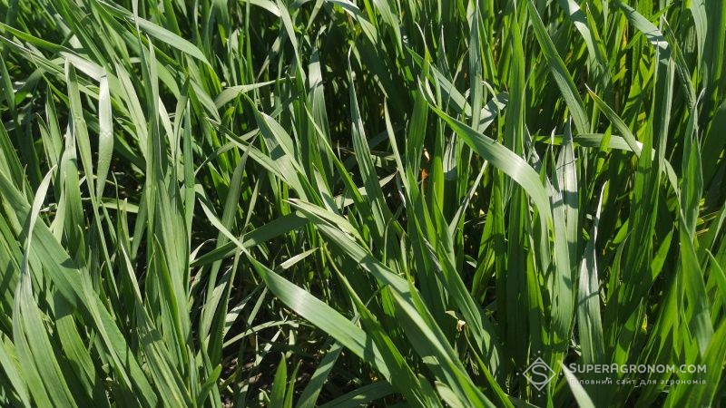 Науковці спрогнозували урожай пшениці в агросезоні 2021 р.