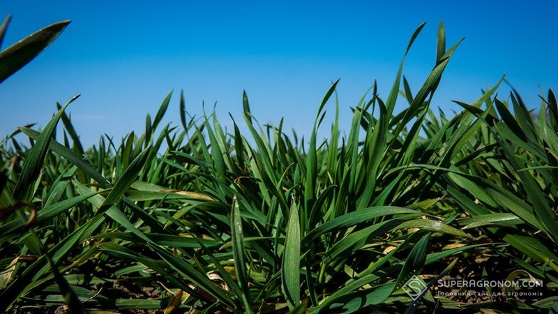 Втрати озимих на Полтавщині перевищили 5 тис. га: підсумки перезимівлі посівів