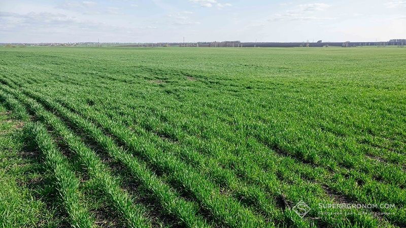 Фахівці UKRAVIT розповіли як захистити озимі зернові від комплексу хвороб
