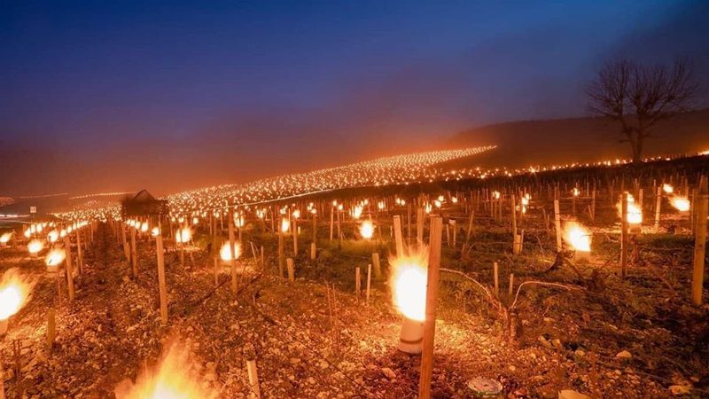 У Франції мороз завдав критичної шкоди садам, виноградникам та посівам ярих: вогні на ланах