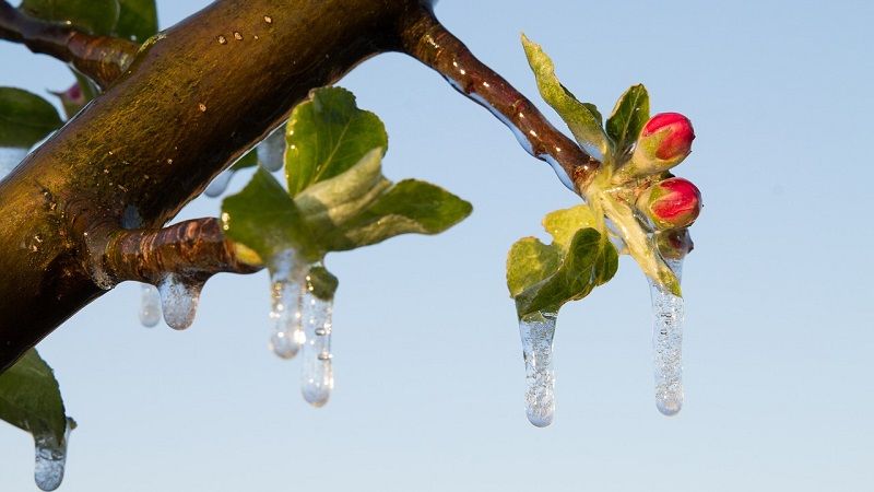 Аграрії ЄС постраждали від морозів: втрати фруктів та овочів досягають 80%