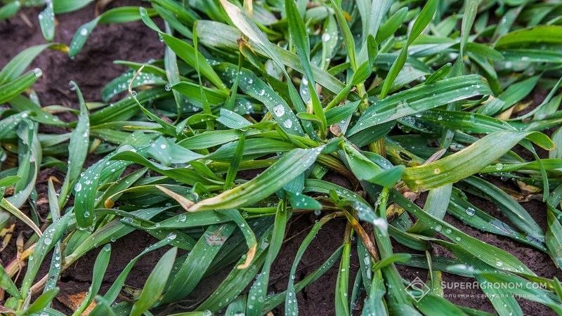 Опубліковано звіт щодо поширення шкідників на посівах озимих зернових та ріпаку