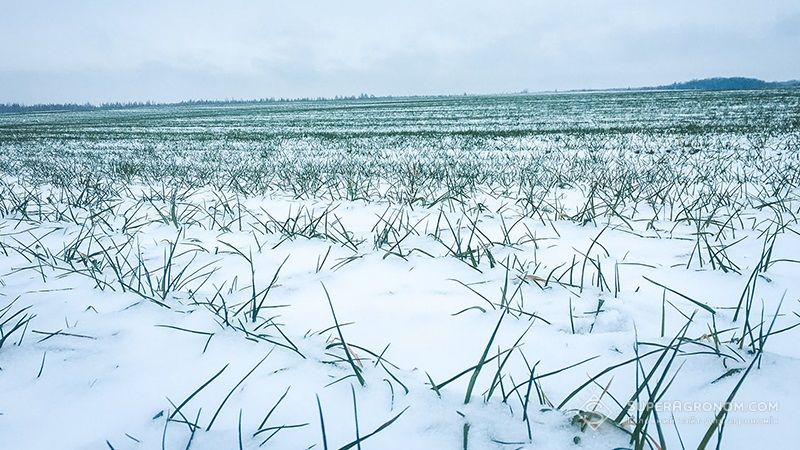 Аграрії прокоментували ситуацію зі снігом в Україні: чи варто бити на сполох