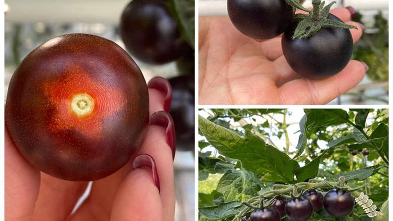 Аграрії Умані вирощують корисні фіолетові томати YOOM зі смаком умамі