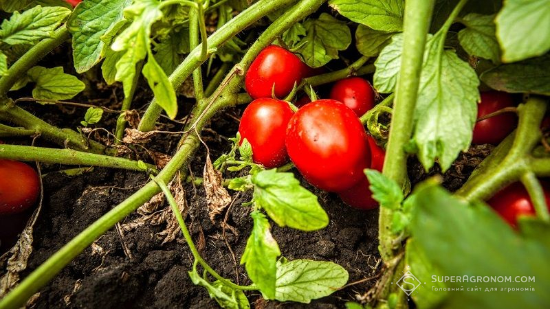 Світом починає рухатись новий небезпечний вірус томатів, що здатний знищувати цілі посіви