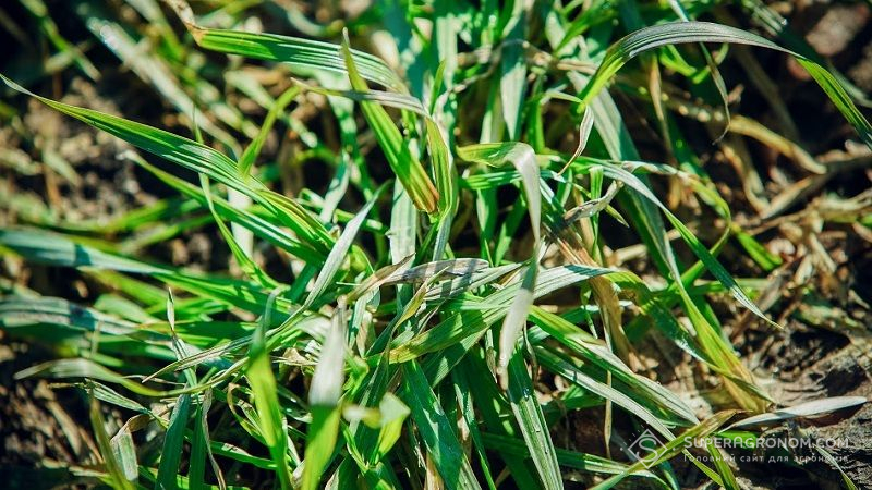 До 12% посівів озимих зернових ушкоджено септоріозом та борошнистою росою
