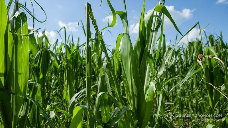 Науковці дослідили ген кукурудзи, відповідальний за підвищення цукру та стійкості до стресів