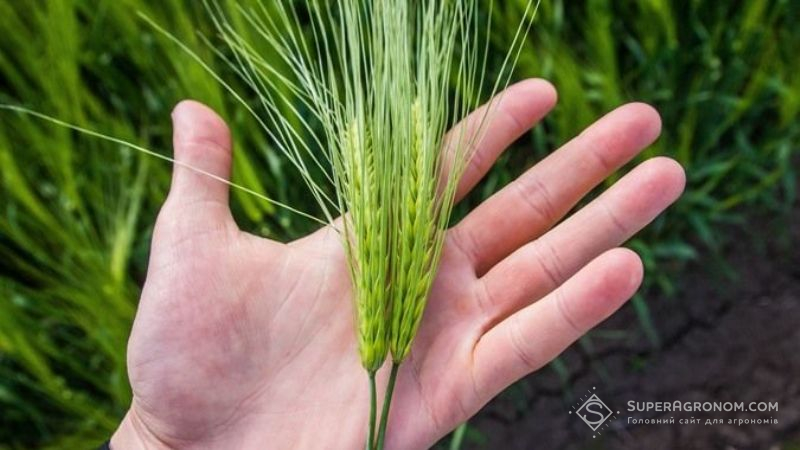 В Інституті аграрної економіки назвали найурожайнішу культуру агросезону 2021, — прогноз
