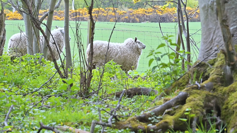 У Шотландії з борщівником Сосновського борються вівці